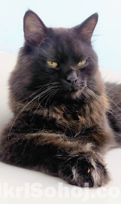 Your Persian cat